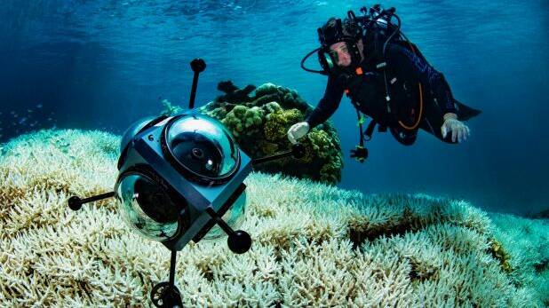 Coral bleaching returns to the Great Barrier Reef: Richard Fitzpatrick surveys the toll near Cairns. Photo: Christian Miller