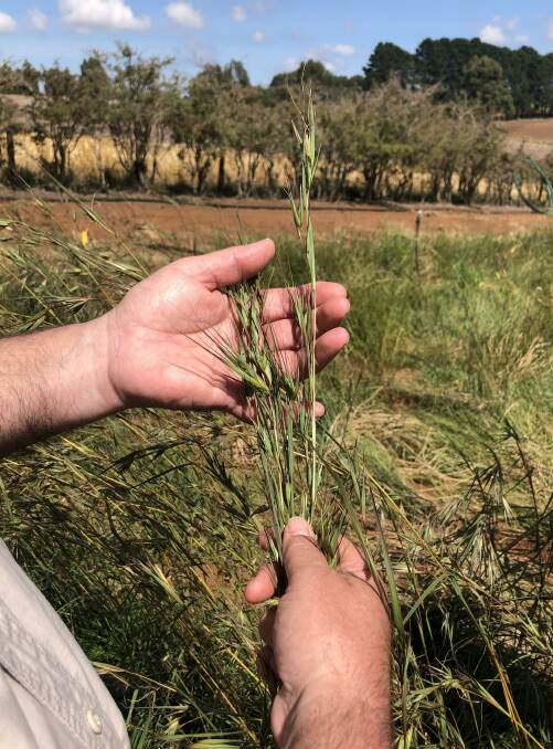 Rodney Carter showing the fat seed heads of healthy kangaroo grass. Picture: Tom Melville