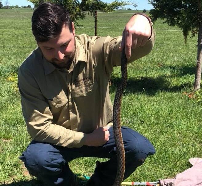 BE CAREFUL: Orange-based snake catcher Jake Hansen says he has caught more snakes this season and is asking people to use common sense when they spot the reptiles. Photo: SUPPLIED