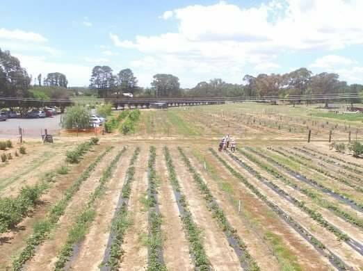 THE SOLE GROWER: Huntley Berry Farm is the sole grower of strawberries in the Central West. Photo: SUPPLIED 