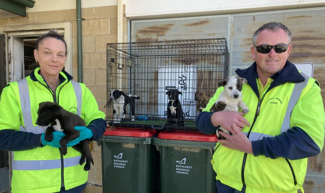 FOREVER HOME: Lisa Maney and Mark Fairbanks, who found and rescued the pups, pictured with them at the pound.