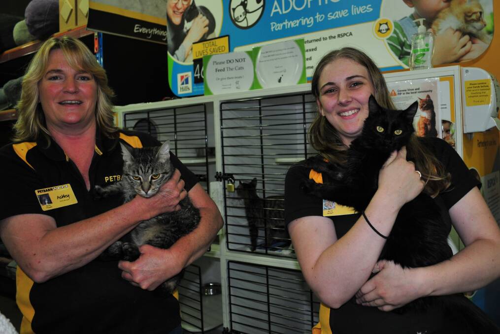 PETBARN ADOPTIONS: Ashley Fitzgerald, store manager with Sarah Dann, store supervisor, with two of the cats looking for a forever home.