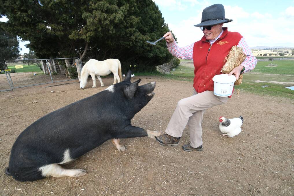 FARMSTAYS PROVING POPULAR: Elaine Hamer of Barcoos Farmstays, Perthville, with Georgie the pig and Zara the horse. Photo: CHRIS SEABROOK 063020cbarcoos1