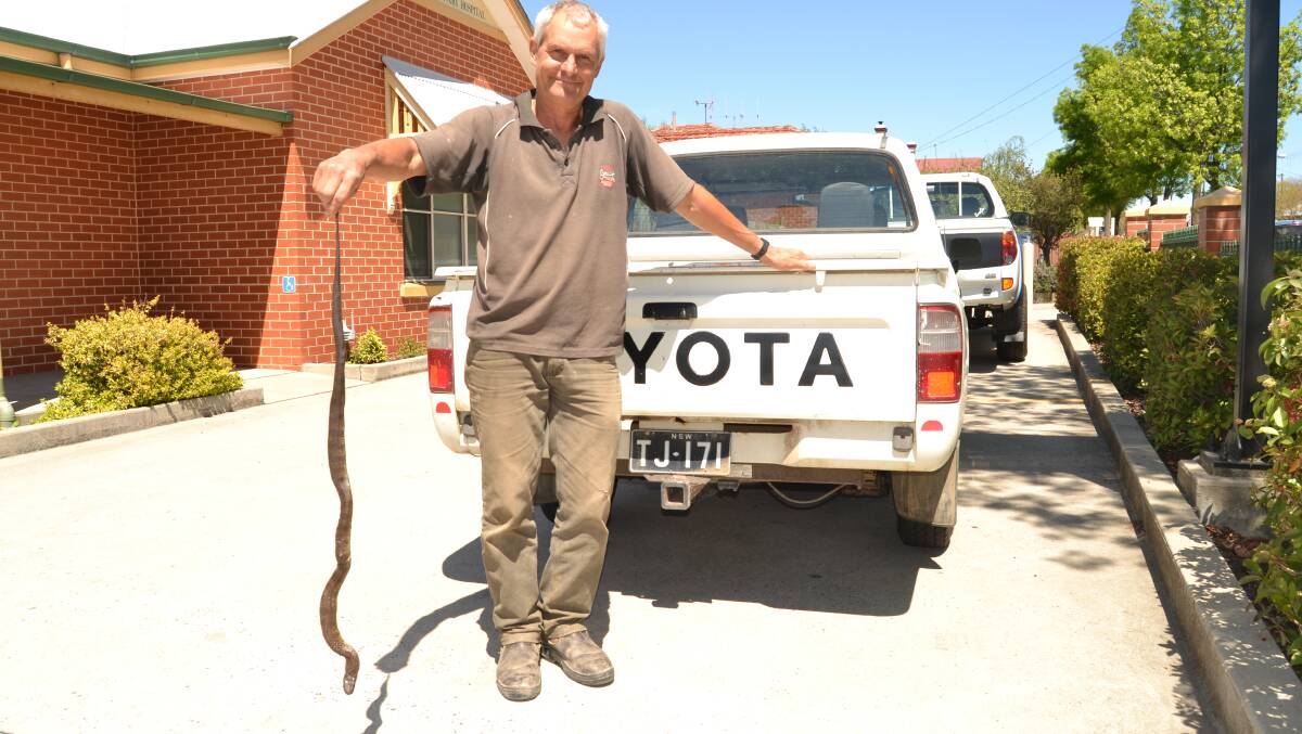 ON ALERT: Peter Trevor Jones with the tiger snake, his pet dog Milla killed, after it bit her on Friday morning.