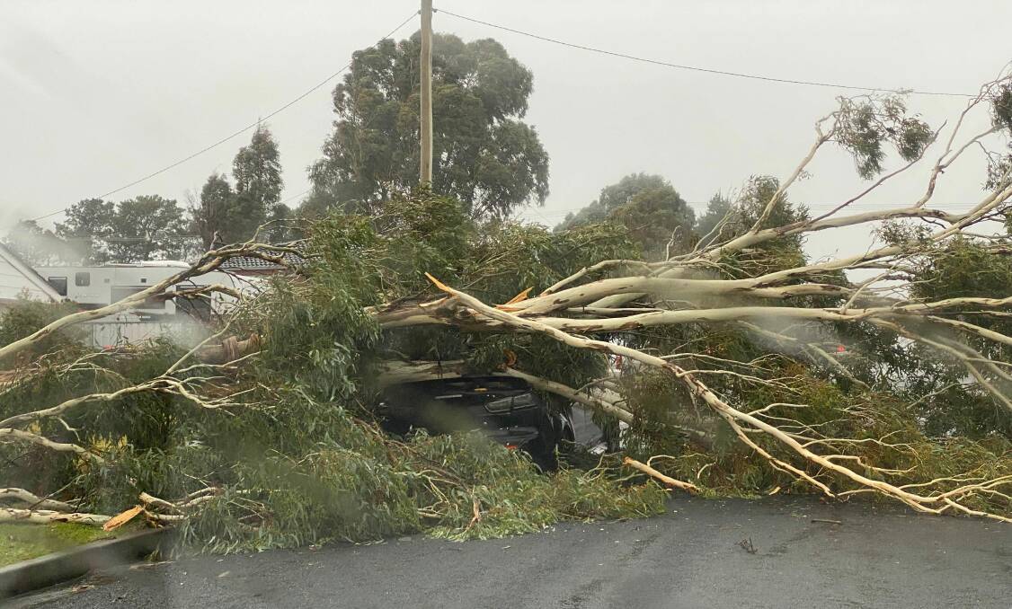 DAMAGING WINDS: A tree came down in Frome Street, Raglan on Monday afternoon, crushing a car underneath.