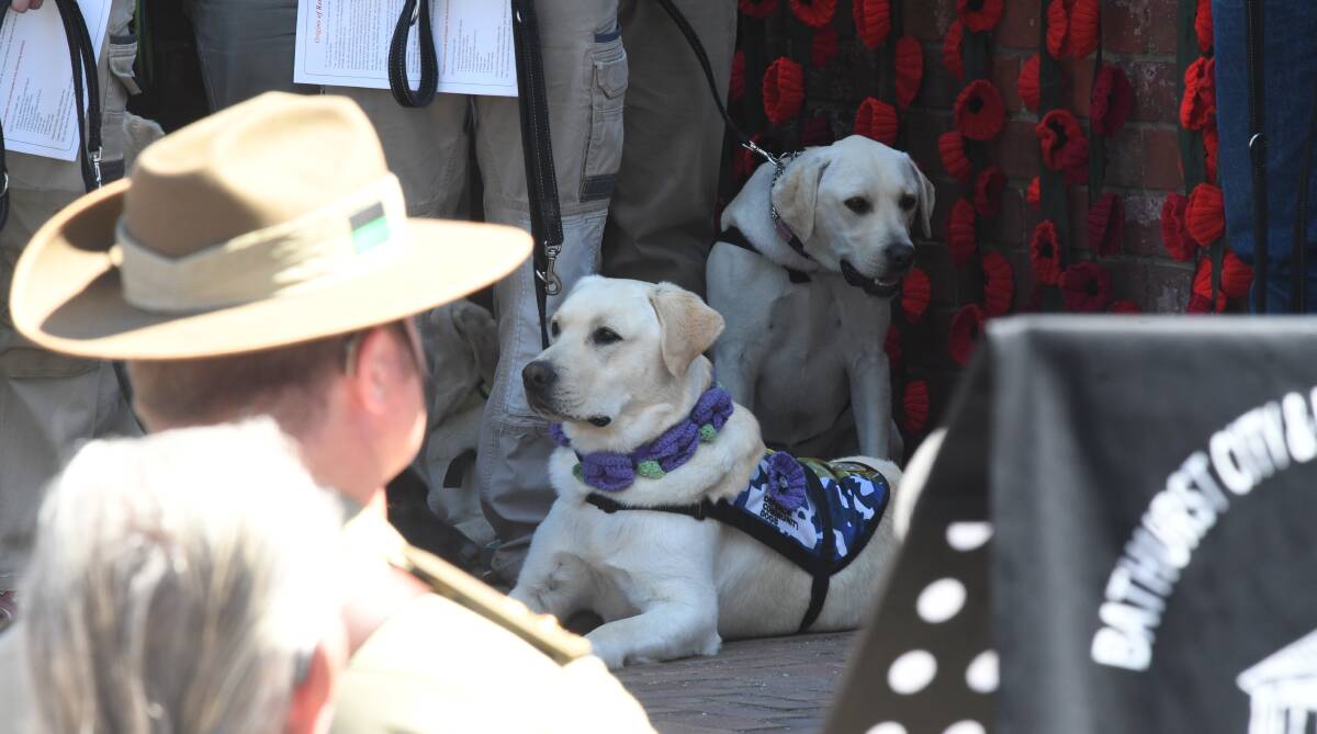WE REMEMBER: Dogs from the Defence Community Dogs program, with their hand made collars, featuring purple poppies at Sunday's Centenary of the Armistice commemoration. Photo: CHRIS SEABROOK