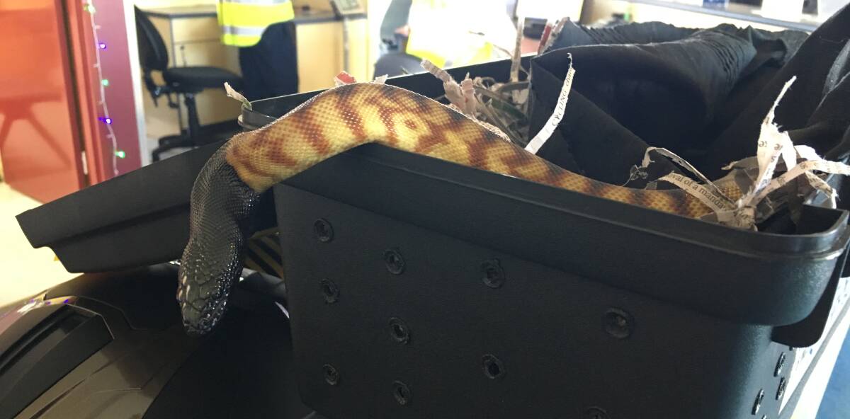 SNAPSHOT: This one-year-old black headed python was spotted as it arrived into Bathurst from Queensland on Thursday. 