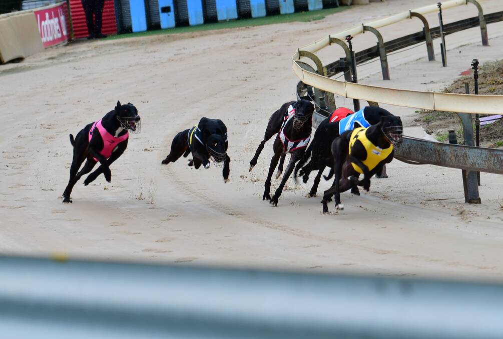 CALL FOR REFORM: The Coalition for the Protection of Greyhounds has called for greyhound racing to be banned, after the death of a greyhound following a fall in Bathurst on December 21. Photo: FILE