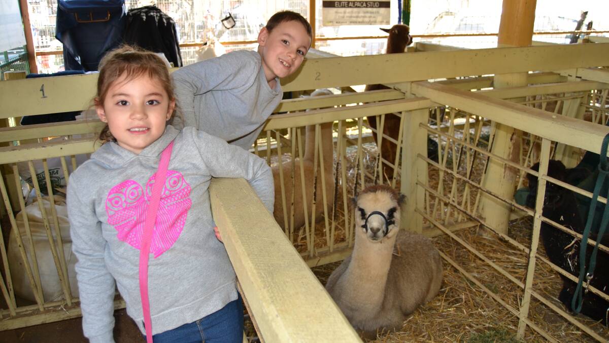FAMILY DAY: Tamara Evans with her brother Warrick, enjoying the alpacas at the show.