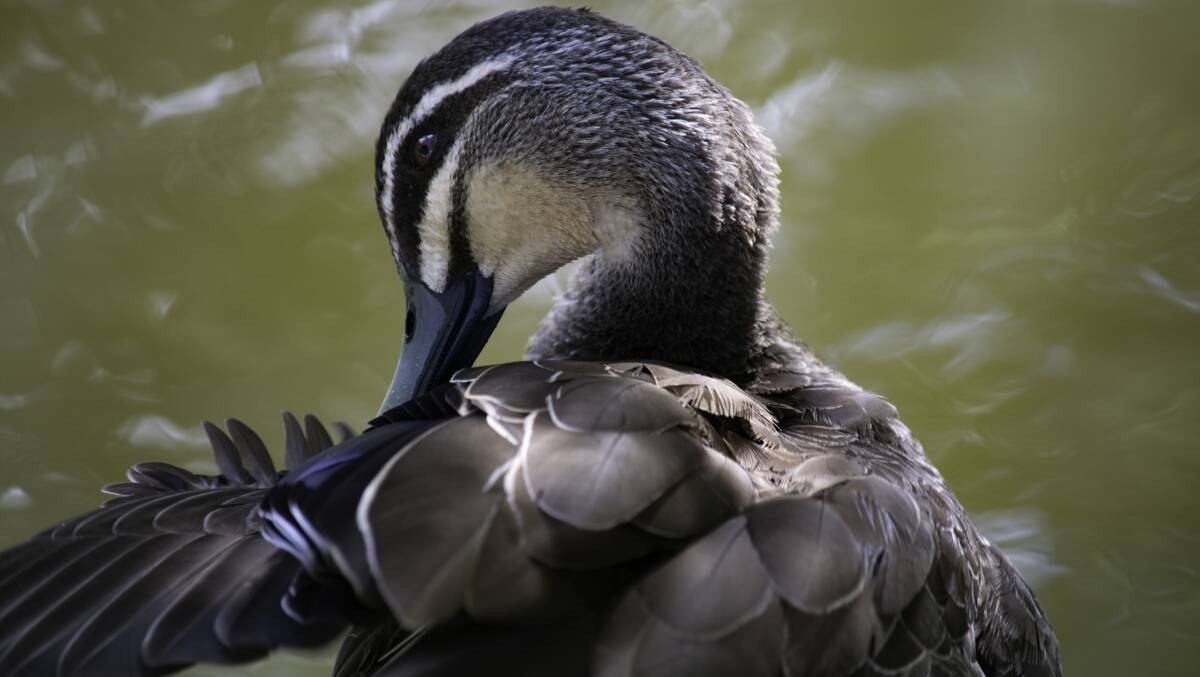 SNAPSHOT: Reader Christopher Yow likes this photo from his collection of a duck in the Machattie Park duck pond. 