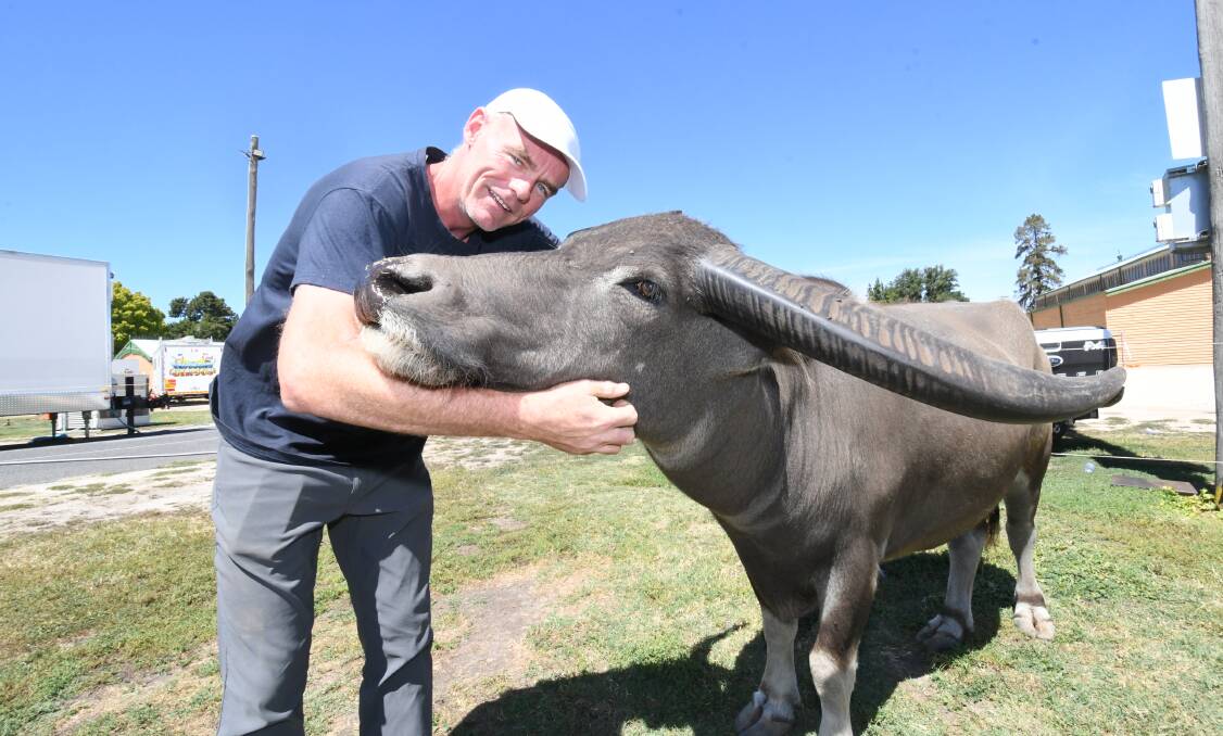 AFFECTIONATE: Casey McCoy with 'Dundee' the Buffalo, in Bathurst as part of Hudsons Circus. Photo:CHRIS SEABROOK 031219circus1