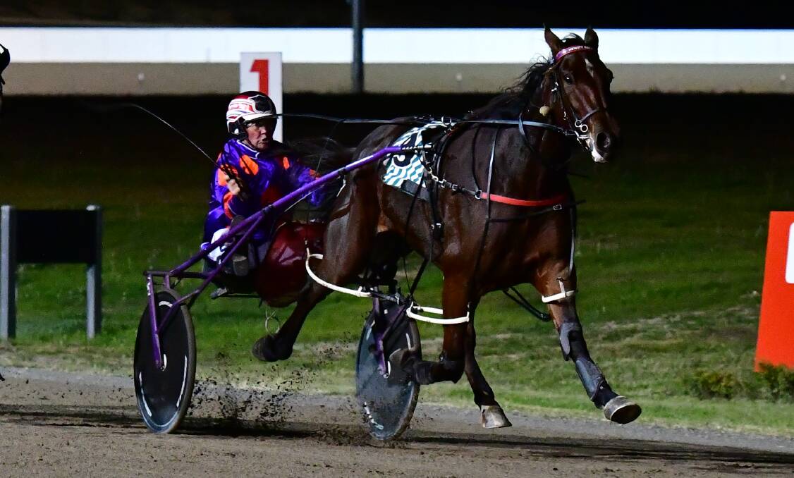 RETURNING HOME: Royal Story runs to victory in a race at Bathurst Paceway last season. Photo: ALEXANDER GRANT