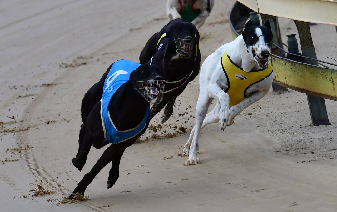 GREAT FINISH: Hartley Kris (left) ran a touch wide on the turn for home but held on to beat favourite We'll Soon Know (right). Photo: ALEXANDER GRANT