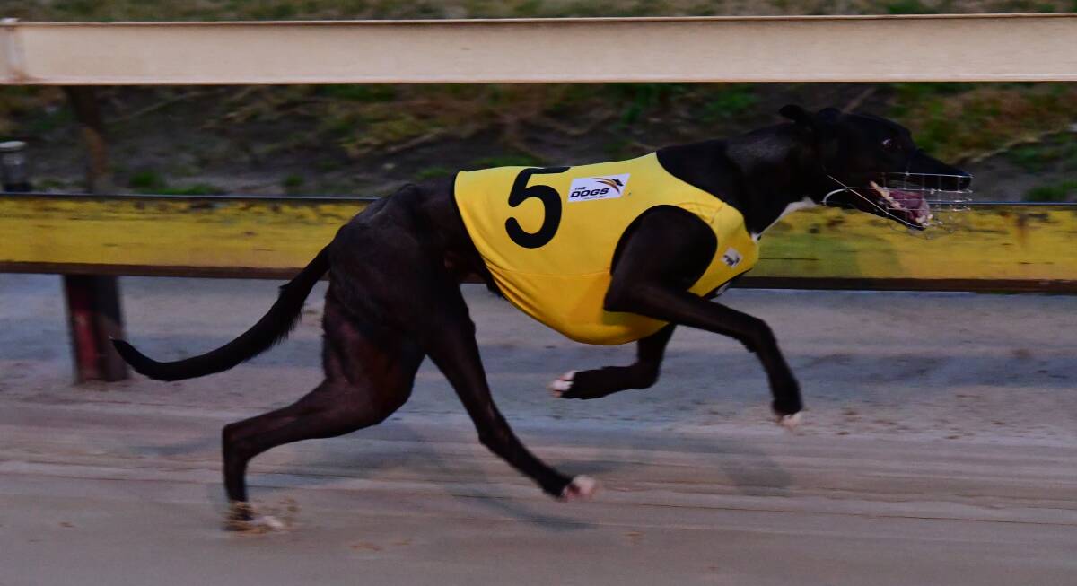 COMEBACK: Midnight Flash runs away with the prize in Monday's Ladbrokes Odds Boost Multi (520 metres) at Kennerson Park. Photo: ALEXANDER GRANT