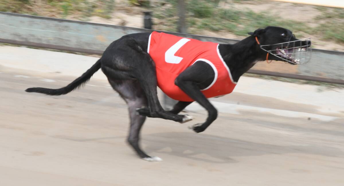 WIN HELPS A CAUSE: Evil Deed won the opening race at Kennerson Park on Monday. Photo: CHRIS SEABROOK
