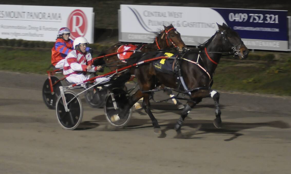 ON A MISSION: Saloon Passage aims to bounce back to the winner's circle for Eglinton trainer Nathan Hurst on Wednesday night. Photo: CHRIS SEABROOK