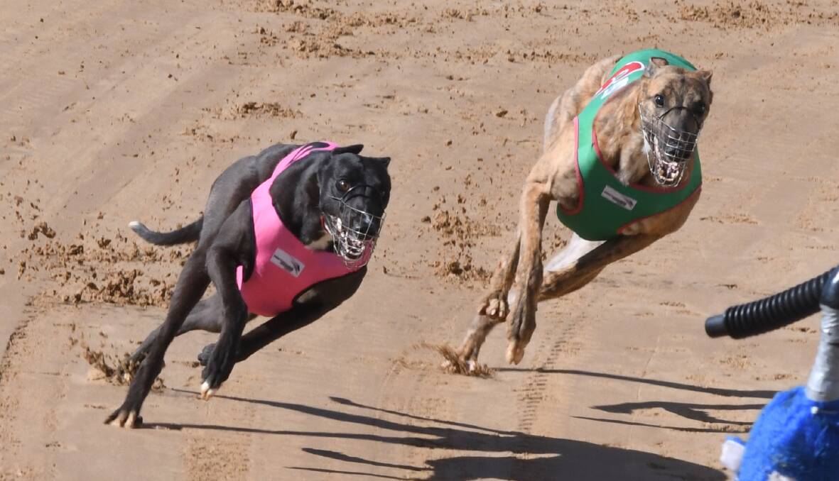 DUEL: Morning Tide and Zipping Romeo battle it out on the turn for home in Monday's Ladbrokes Greyhound Previews Maiden. Photo: CHRIS SEABROOK