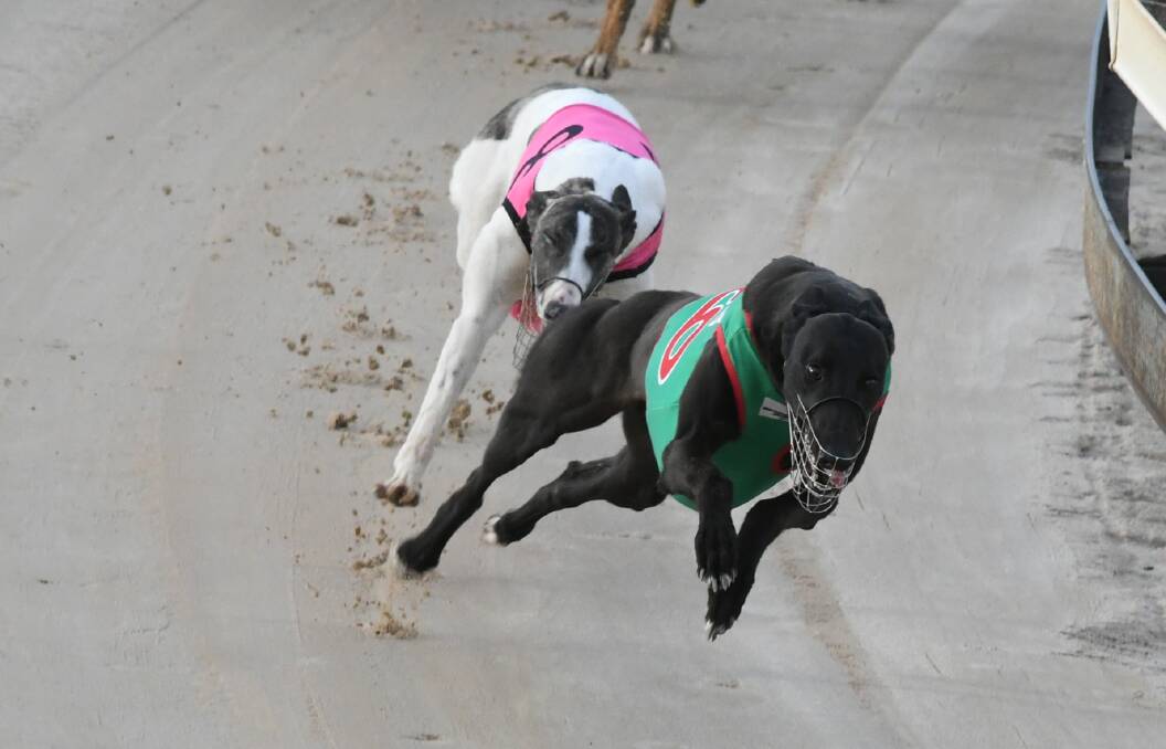 TWO IN FRONT: Lola Pepper leads Little Peppa into the home straight during Monday's race at Kennerson Park. Photo: CHRIS SEABROOK