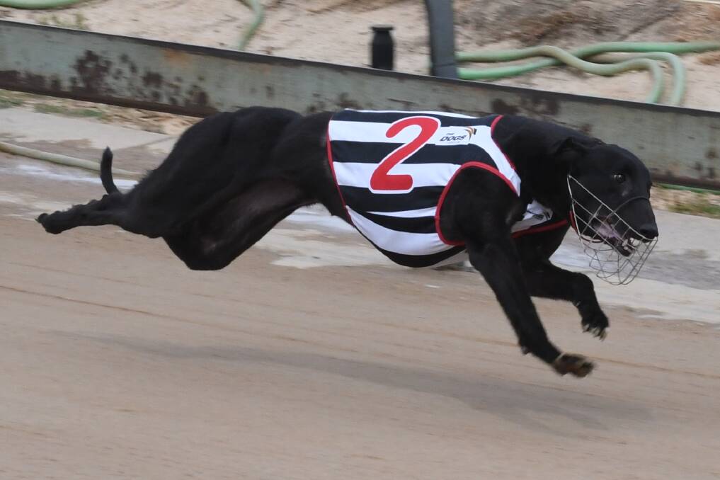 PROFITABLE: Even Profit on the charge towards the finish line in Monday's Ladbrokes Cash In Maiden (307 metres) at Kennerson Park. Photo: CHRIS SEABROOK