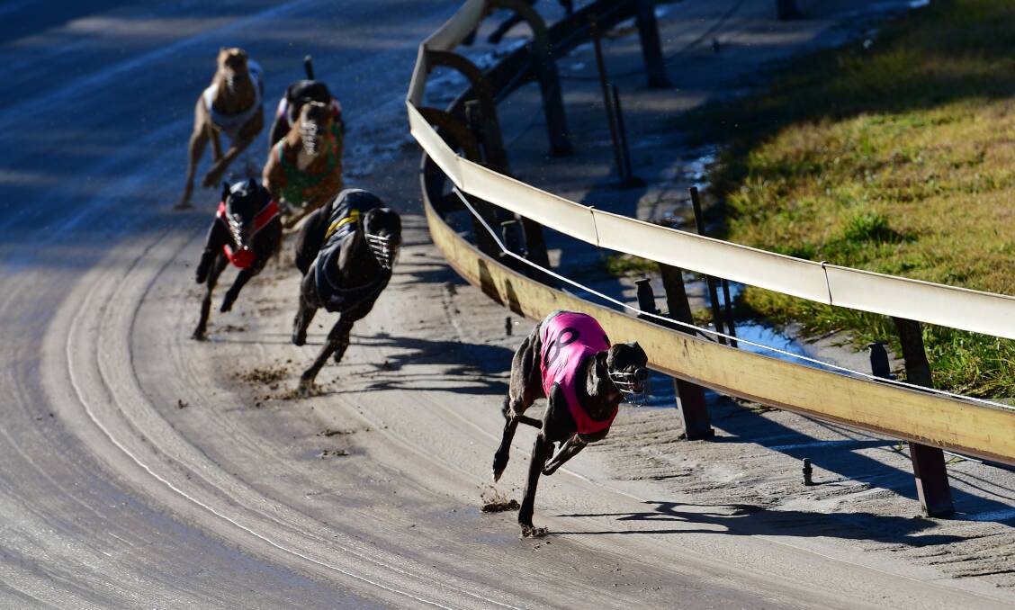 FIRST WIN: Winlock Abby leads the field into the home straight during Monday's opening event at Kennerson Park. Photo: ALEXANDER GRANT