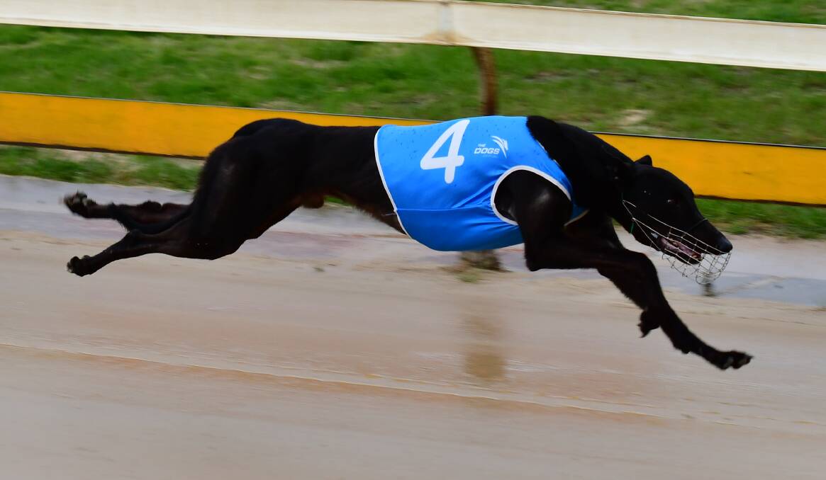 WET WIN: Arrie A Blaze bolts home to make it two straight wins at Kennerson Park. The Zambora Brockie veteran claimed his 16th career win in wet weather at the Bathurst track. Photo: ALEXANDER GRANT