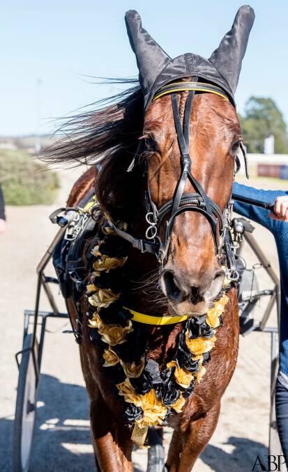 RED HOT MARE: The Graham Bullock-bred and owned Red Hot Tooth is one of the leading contenders in the Inter Dominion Trotters Championship. The four-time Group 1 champion is looking to add one of Australasia's biggest racing prizes to her name when the first Inter Dominion heat takes place on Saturday. Photo: CONTRIBUTED
