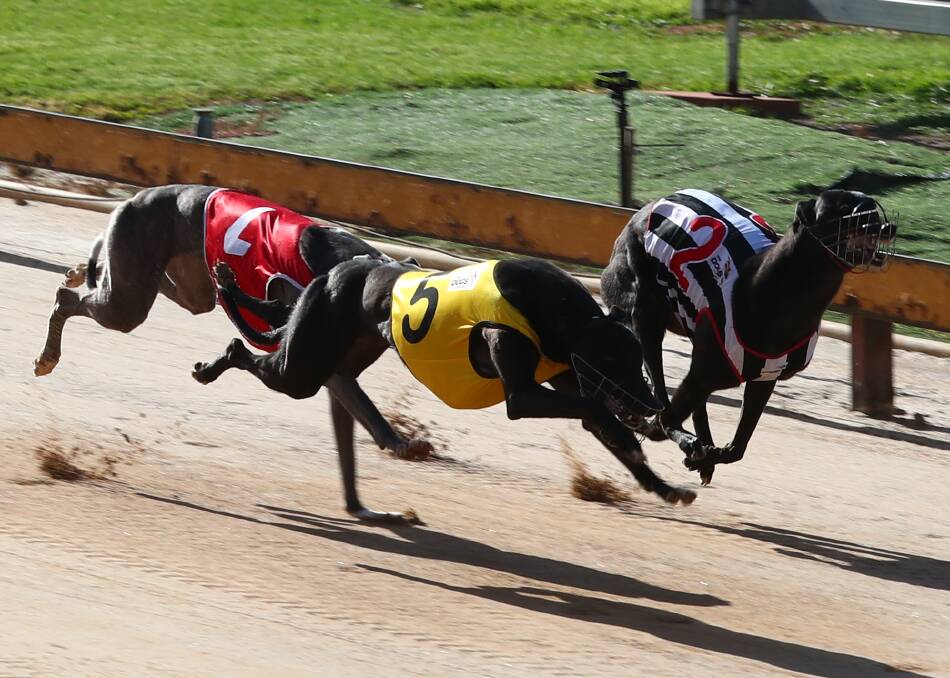 IN FULL FLIGHT: Durama Dream (five, yellow) wins ahead of kennel mate Durama Gas (two, stripes) and Shiwen Express (red. one). Photo: PHIL BLATCH