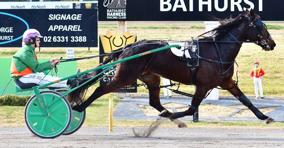 NOT EVEN CLOSE: Misdemeanor, pictured in a recent win at Bathurst Paceway, was far too good for her rivals in a 20-metre victory at Parkes on Sunday. Photo: ALEXANDER GRANT