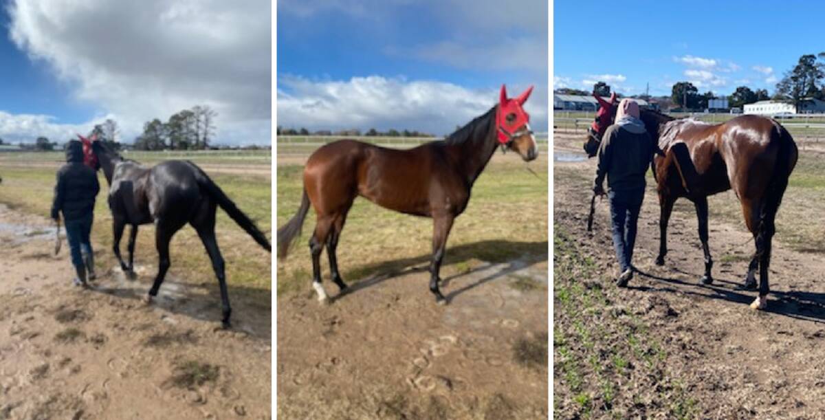 TRIO: Miss Embellish, Puja and The Rose are all lined up for a tilt in the same Cowra maiden. Photos: CONTRIBUTED