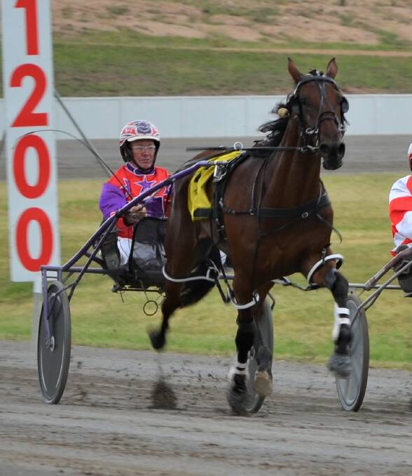 CHASING THE CASH: Kashed Up will be looking to cause an upset in the Gold Crown Final this Saturday night. Photo: ANYA WHITELAW