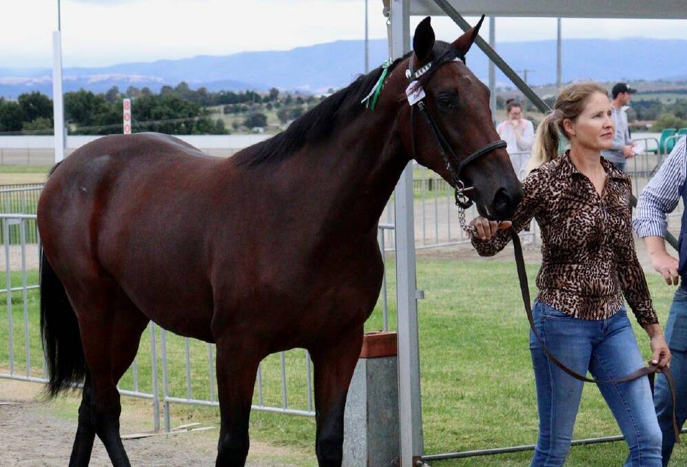PROMISING: Studleigh Melise at last year's Bathurst Gold Crown yearling sales, being led around the ring by Mel Settree. Photo: AMY REES