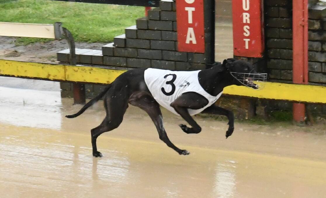 HOME IN THE RAIN: Brockie's Charm wins at Kennerson Park. Photo: CHRIS SEABROOK