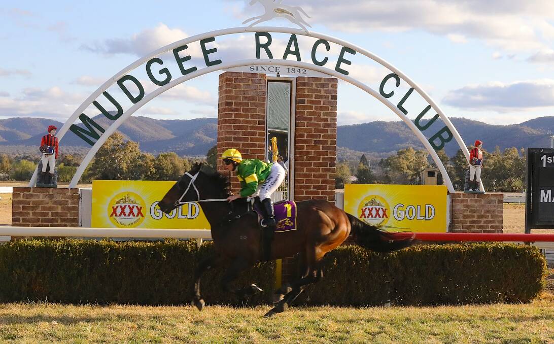 GULONG CONTENDER: Sugar Dance, pictured in a win at Mudgee, lines up in The Panorama this Sunday as the clear top weight runner. Brett Thompson's runner enters off a fourth in the Dubbo Cup and a Mudgee Mug victory.