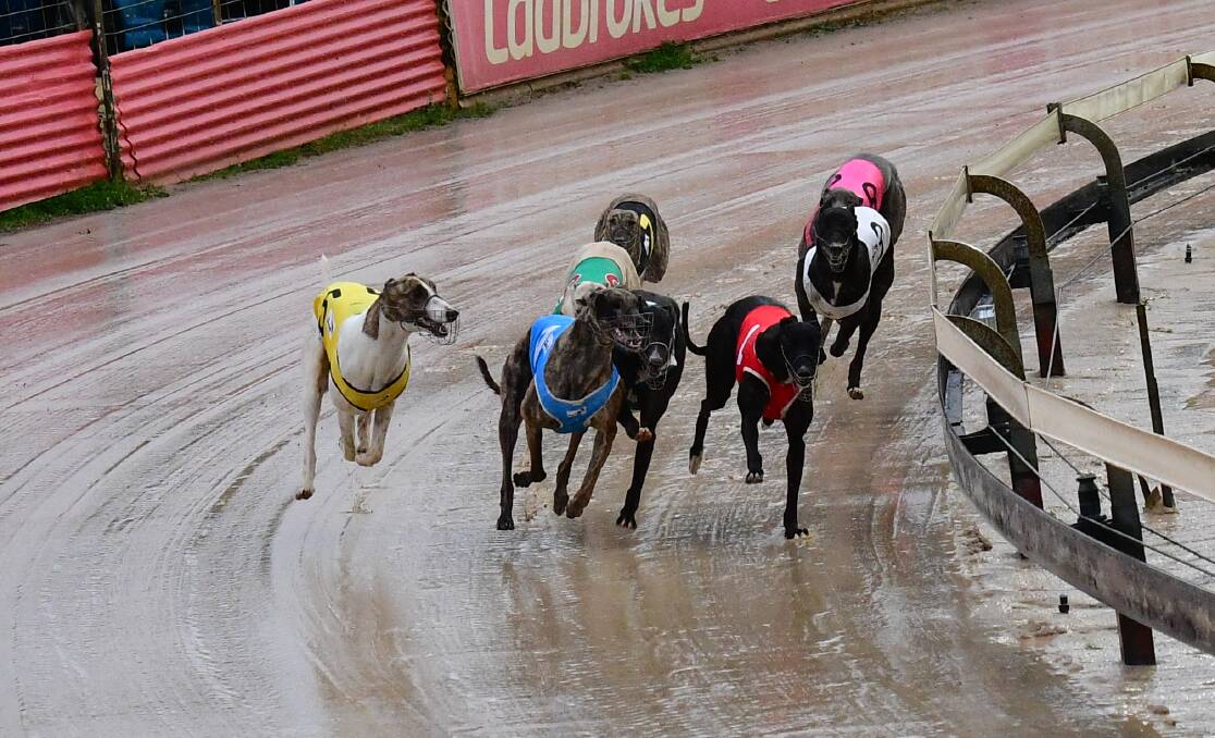 CHASING NOTHING: The field in race four at Bathurst go around the track without the bunny in sight. Rain caused the boxes to open too early. Photo: ALEXANDER GRANT