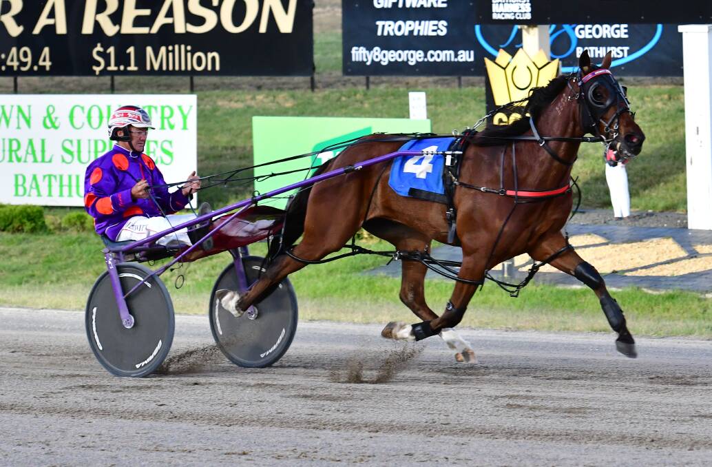 A HORSE IN FORM: Alta Equus glides past the winning post to win Wednesday night's Shannon Springs Pace at Bathurst Paceway. Photo: ALEXANDER GRANT