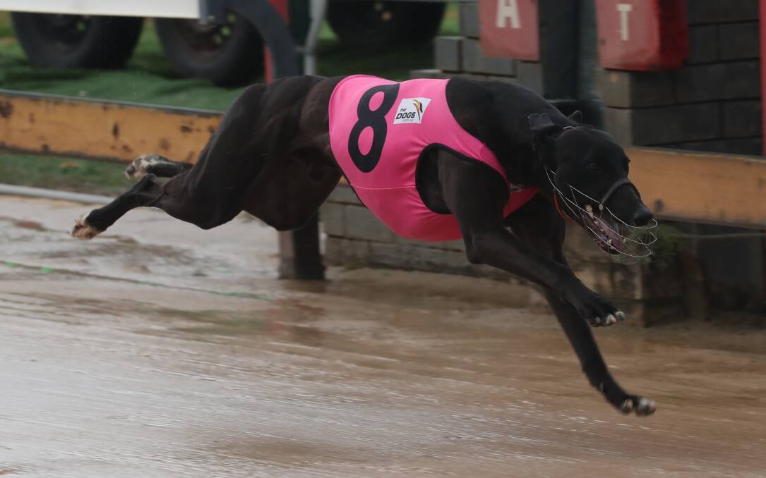BOUNDING HOME: Reciprocal relished the wet weather at Kennerson Park on Monday as he recorded a sixth career victory. Photo: PHIL BLATCH