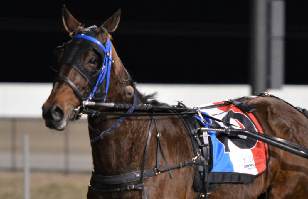 CAN'T BE STOPPED: Best Beau has won six straight races. Photo: ANYA WHITELAW