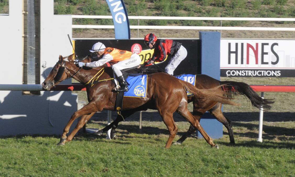 RACE TIME: Bathurst has two runners nominated for the Soldier's Saddle. Showmaster (pictured) won last year's race. Photo: CHRIS SEABROOK