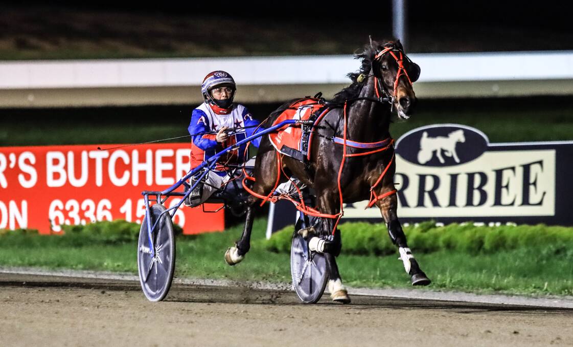 HOME HOPES: Saint Veran is one of several Bathurst-trained contenders taking on this Friday night's Group 1 Bathurst Gold Chalice. Photo: COFFEE PHOTOGRAPHY