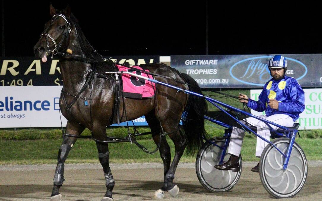 ONE TO WATCH: The Gold Crown winning hopes of Mister Rea received a big boost on Monday night after connections drew the number one gate for Saturday's $100,000 final. Photo: AMY REES
