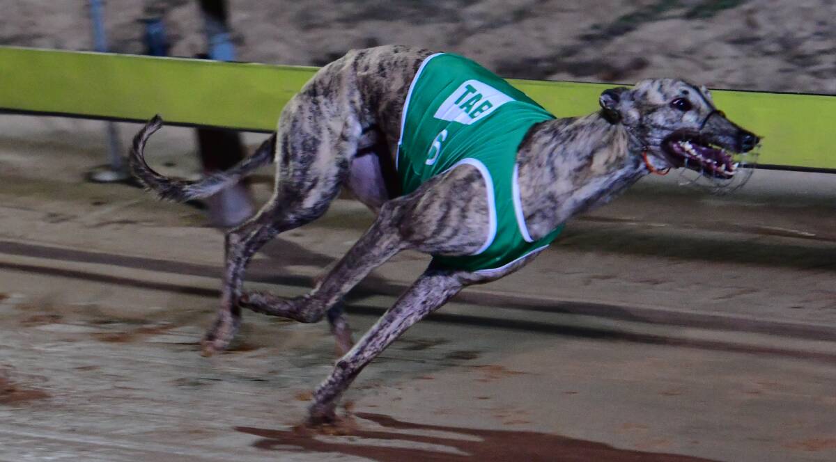 ALONE IN FRONT: Good Odds Harada flies home to victory in a scorching time of 29.30 seconds in Monday night's heat at Kennerson Park. Photo: ALEXANDER GRANT