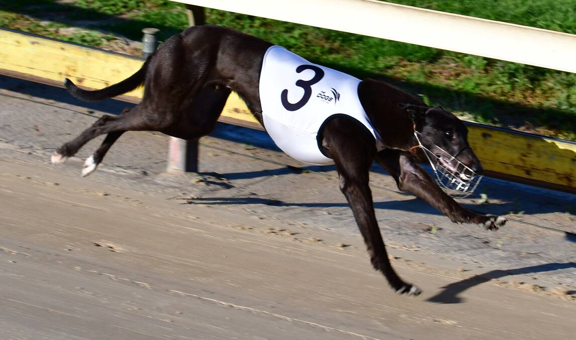 WINNER: Spring Hondo bounds onto the home stretch in Monday's race. Photo: ALEXANDER GRANT