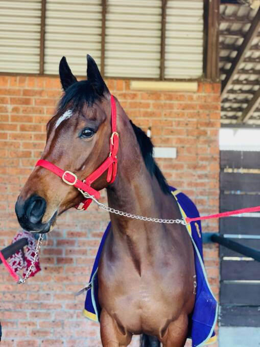 TOP MARE: Whatsin is being aimed at the Country Championships. Photo: CONTRIBUTED