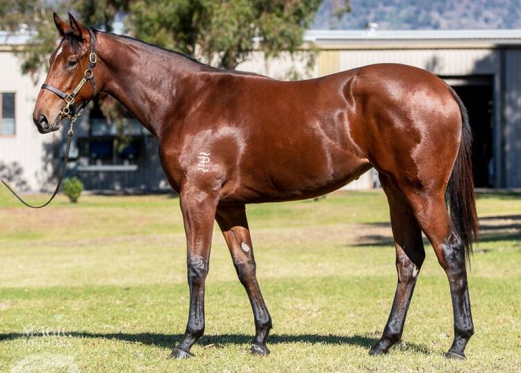 FIRST RUN: Victory, pictured as a yearling, will debut for Don and Andrew Ryan. Photo: MAGIC MILLIONS