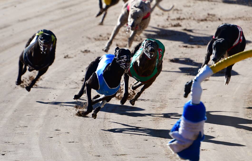 HERE I COME: Katie's Cuddles (second from left) leads the field into the home straight during a closely contested race. Photo: ALEXANDER GRANT