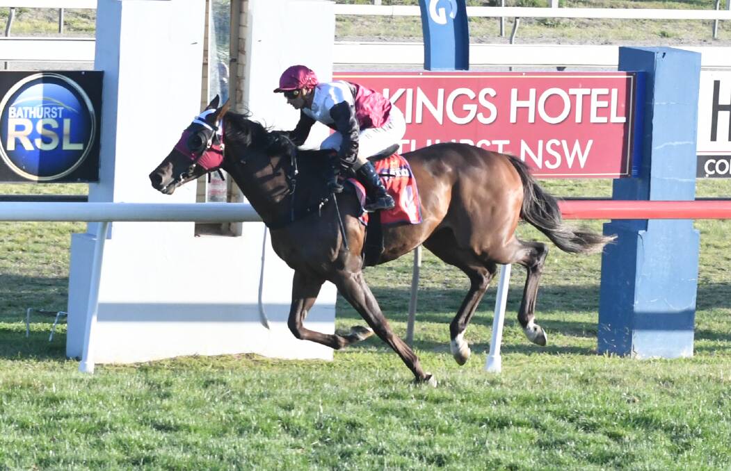 ALONE IN FRONT: Zaunkonig was untouchable in Sunday's Bathurst Cup, winning by four and a half lengths. Photo: CHRIS SEABROOK