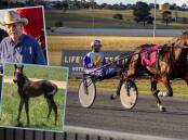 Bernie Hewitt will go for glory with Sweet On Lexy in the Gold Crown Final. (Insets) Breeder and owner Lex Crosby and 10 days old. Main picture by Loveridge Digital.