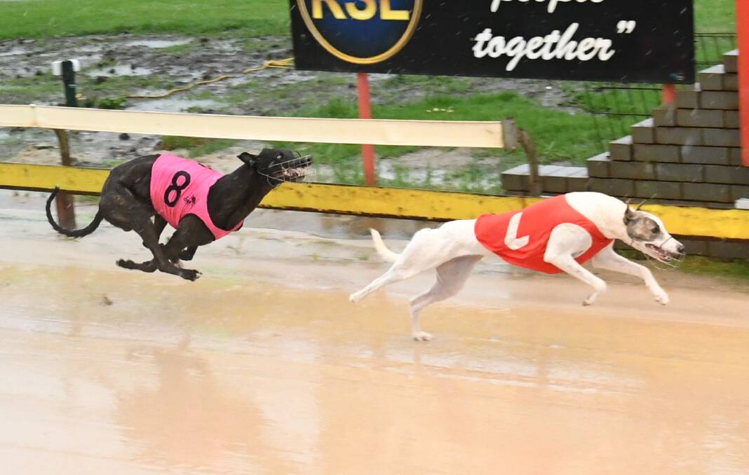 WINNER: Sudoku Lass holds out Elwood as she races past the winning post in Monday's race at Kennerson Park. Photo: CHRIS SEABROOK