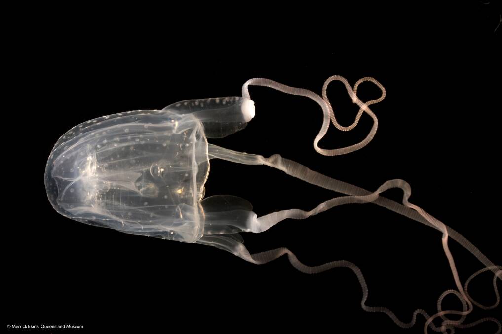 WARNING: Morbakka fenneri jellyfish has been discovered in Lake Macquarie. 