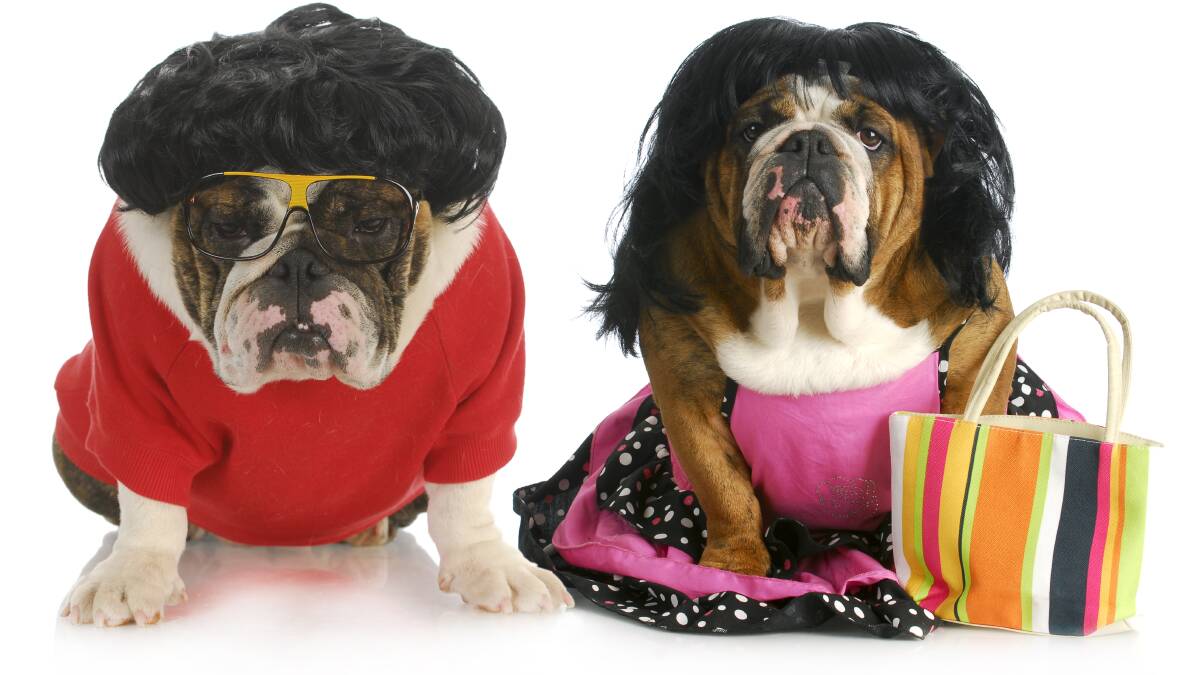 Do these dogs look happy?: The golden rule of pet costumes is clear - take care, supervise closely and always consider the needs and wants of your pet before playing dress ups.
